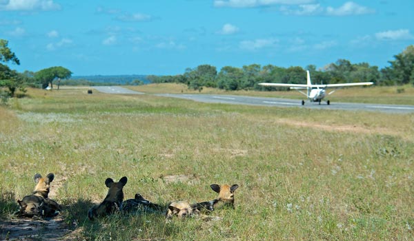 Wild Dog 12 Wild Dog 12