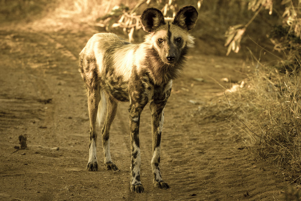 Wild Dog 2 Wild Dog 2