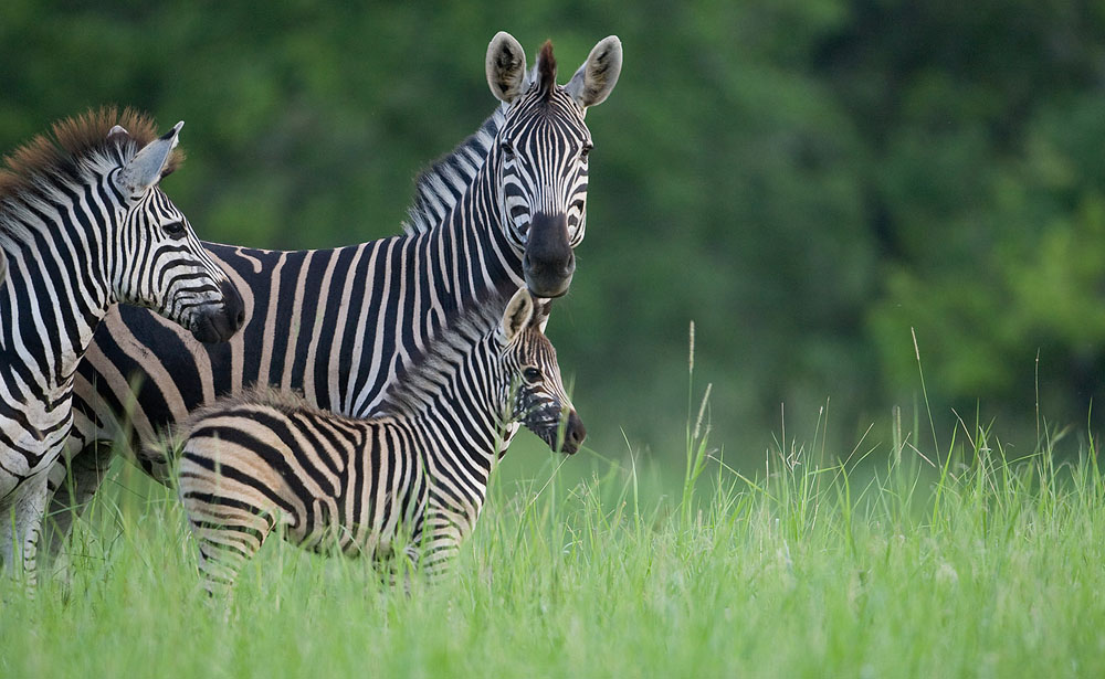 Zebra (8)