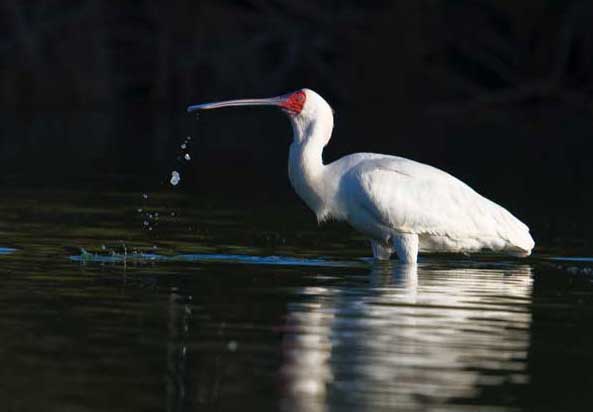 Big Spoonbill