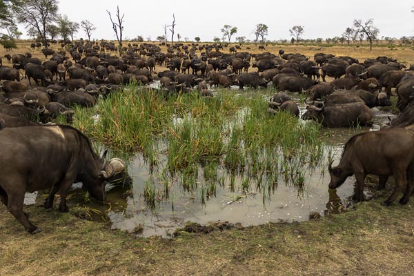 Buffalo Herd 1 Of 1 Buffalo Herd 1 Of 1