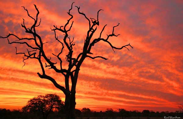 Bush Medi Sunset Bush Medi Sunset