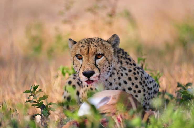 Cheetah Kill Big Cheetah Kill Big