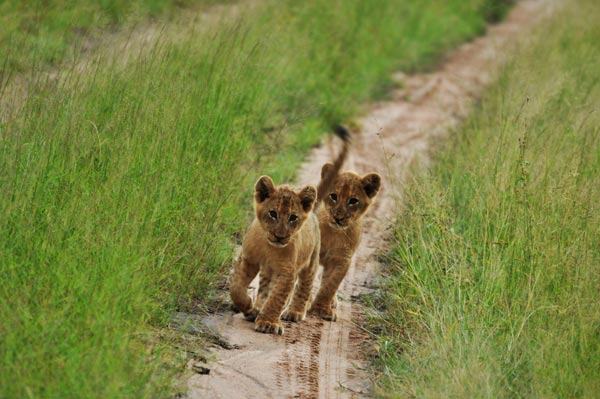 Cubs At Sabi Sabi