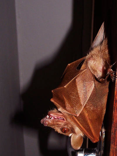 Fruit Bat Fruit Bat