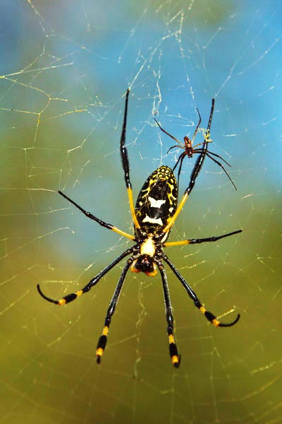 Wild Facts Sabi Sabi Private Game Reserve Golden Orb Web Spider