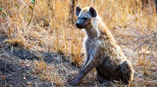 Hyena News5 Hyena News5