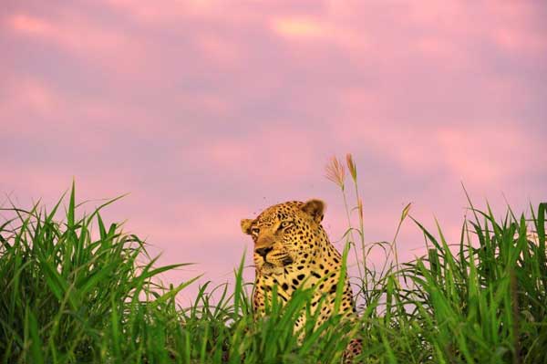 Leopard Game Drive Sabi Sabi Newsletter Leopard Game Drive Sabi Sabi Newsletter