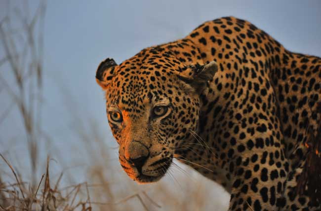 Leopard Portrait Lrg Leopard Portrait Lrg