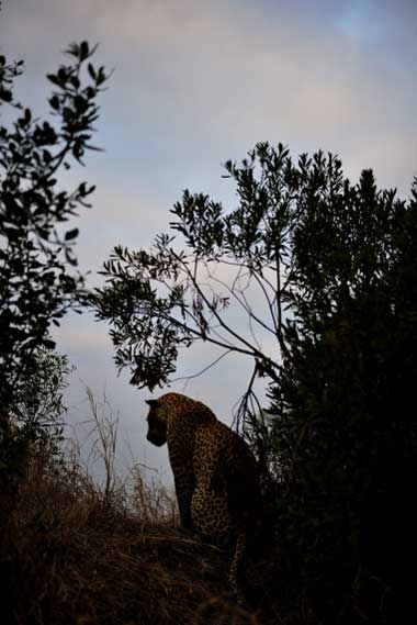Leopard Sil1 Leopard Sil1