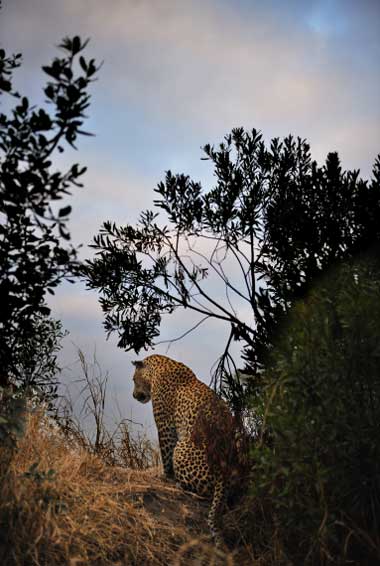 Leopard Sil2 Leopard Sil2