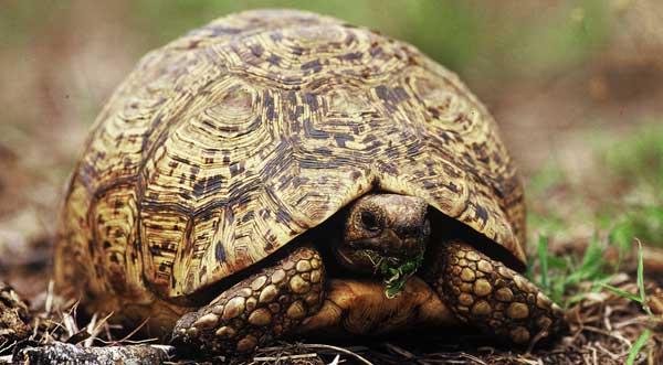 Leopard Tortoise News5 Leopard Tortoise News5