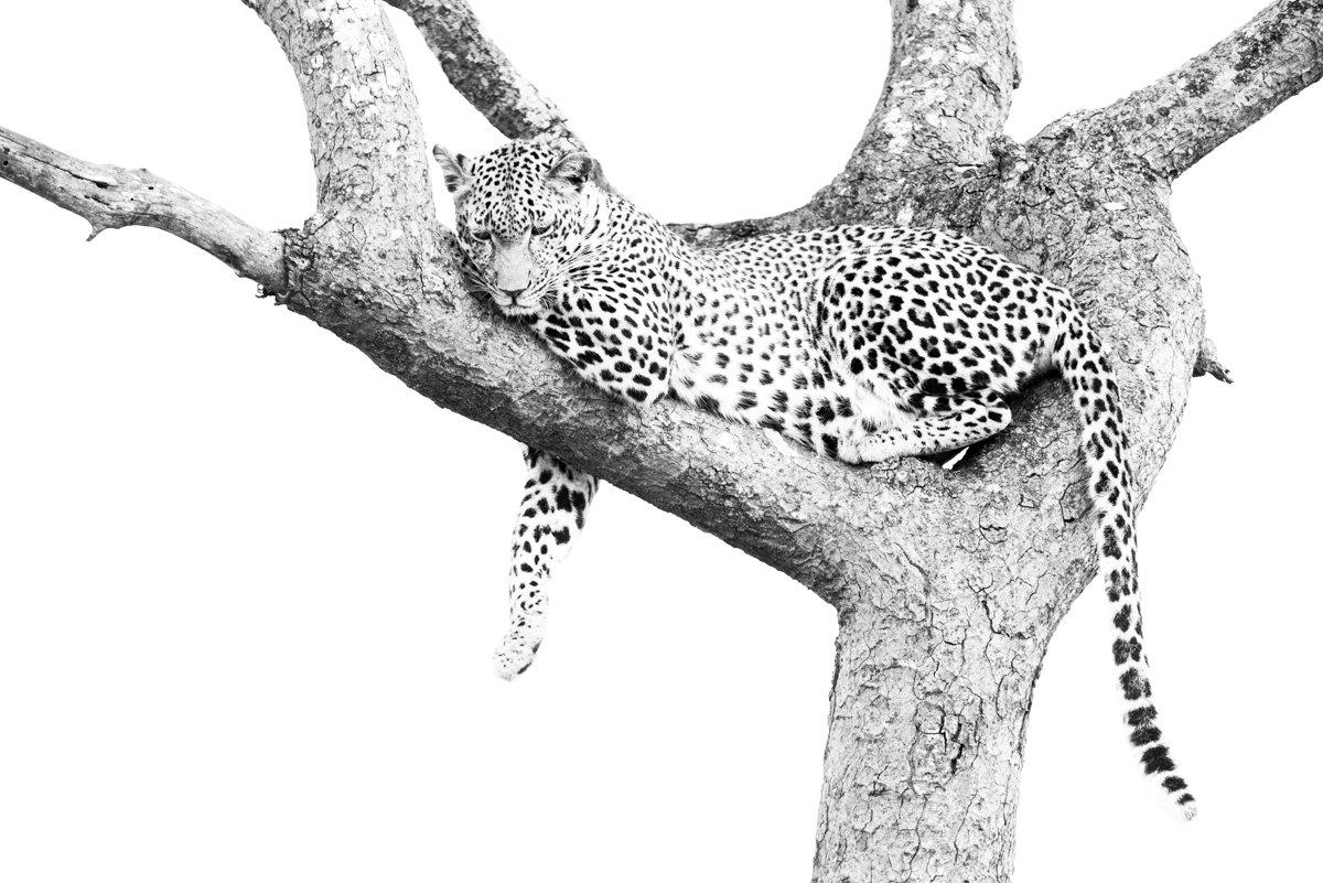 Leopard Leopard