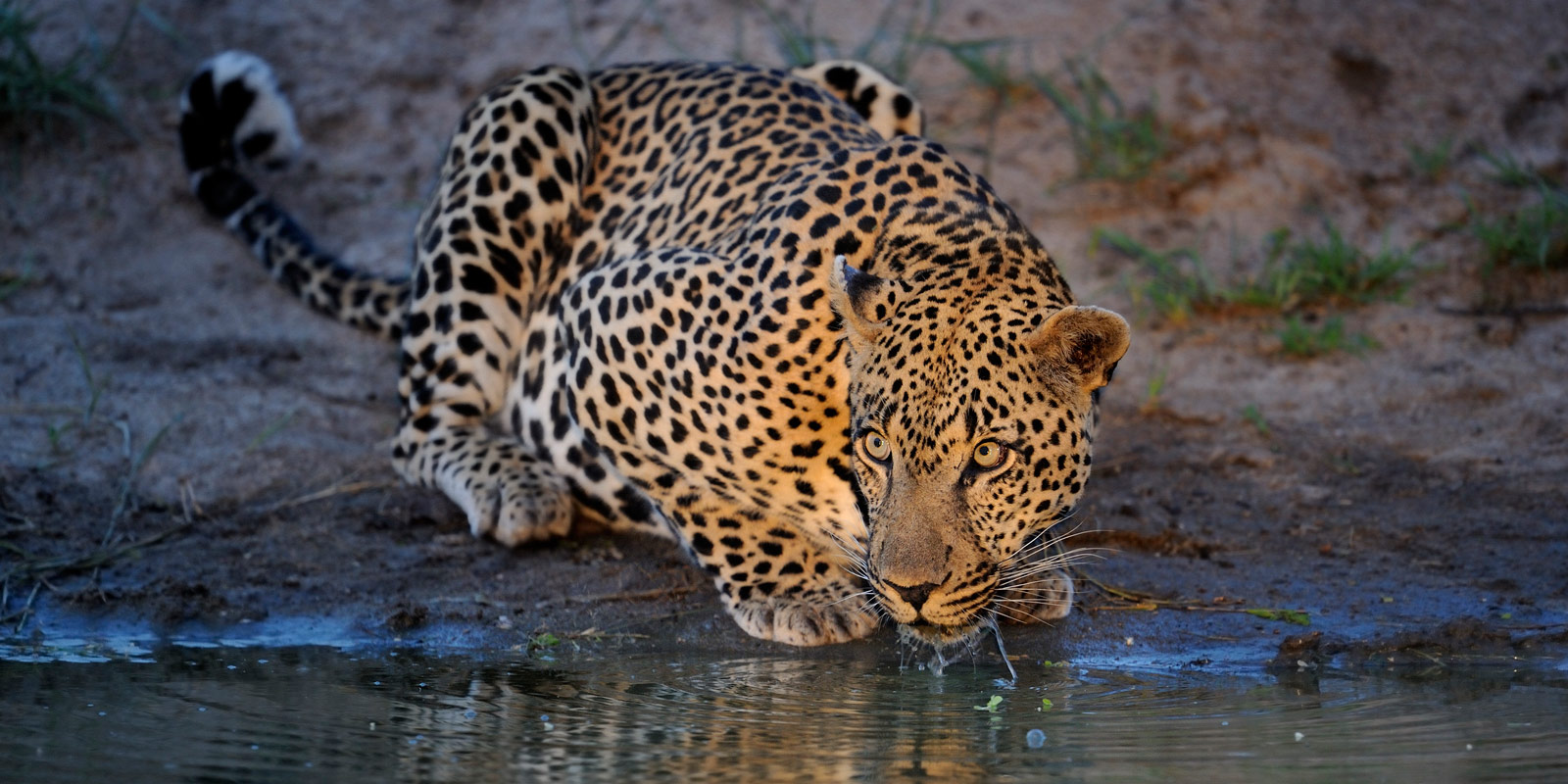 Leoparddrinnking Leoparddrinnking
