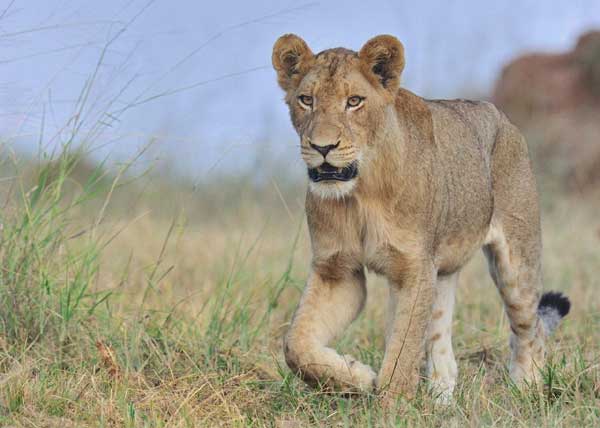 Lion Grass Big Lion Grass Big