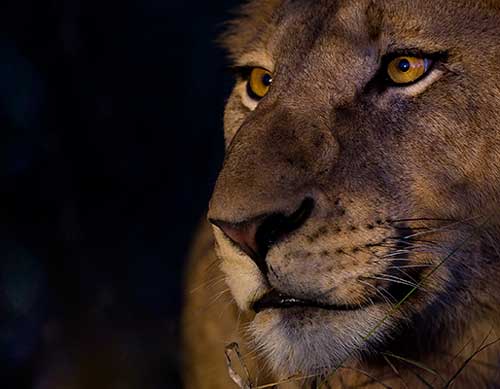 Lionbigph Lionbigph