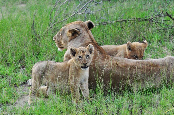 Lioness And Cubs News Main