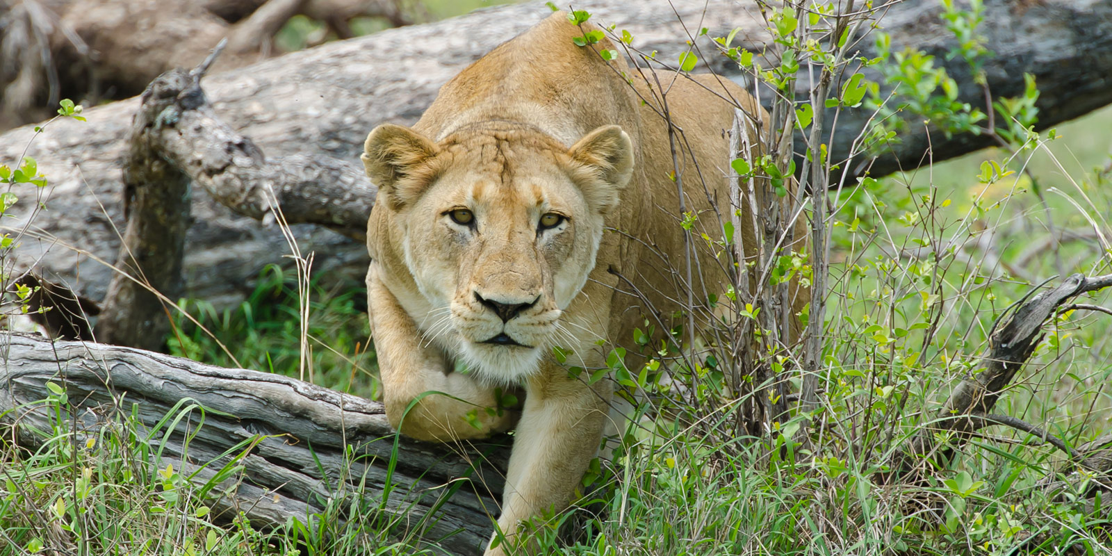 Lionesshunting Lionesshunting