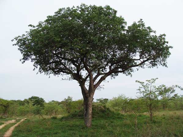 Marula Tree Sabi