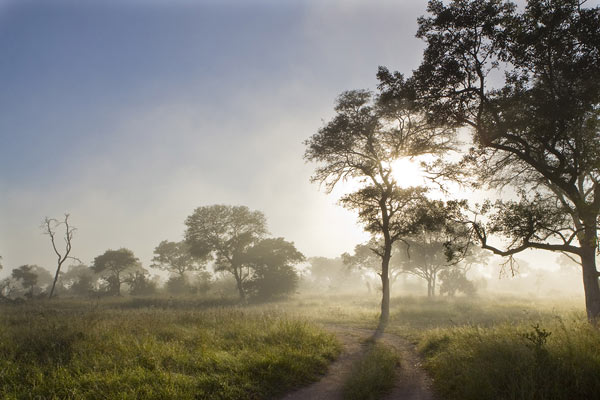 Misty Morning News Misty Morning News