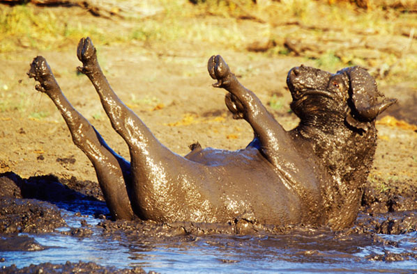 Mudwallow Buffalo Mudwallow Buffalo