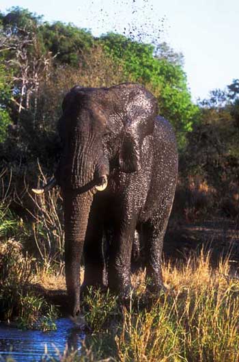 Mudwallow Elephant Mudwallow Elephant
