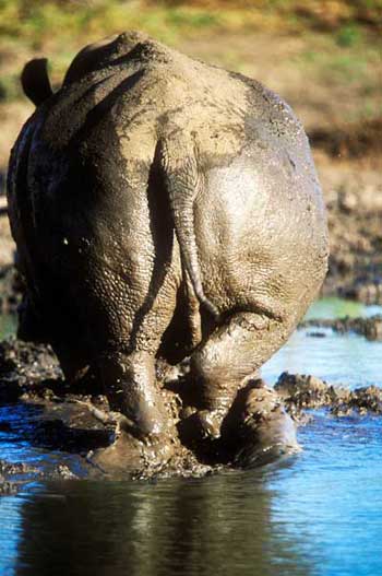 Mudwallow Rhino Mudwallow Rhino