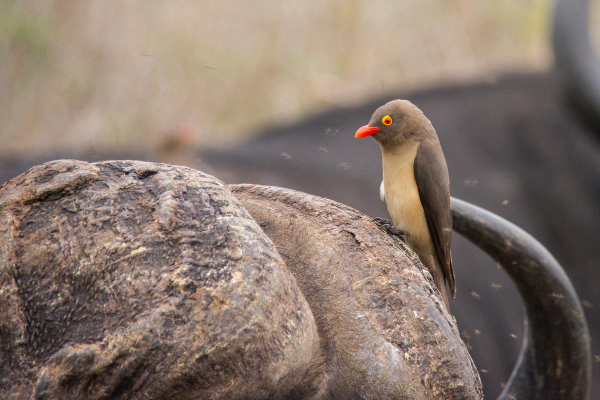 Oxpecker Boss Charles  Oxpecker Boss Charles