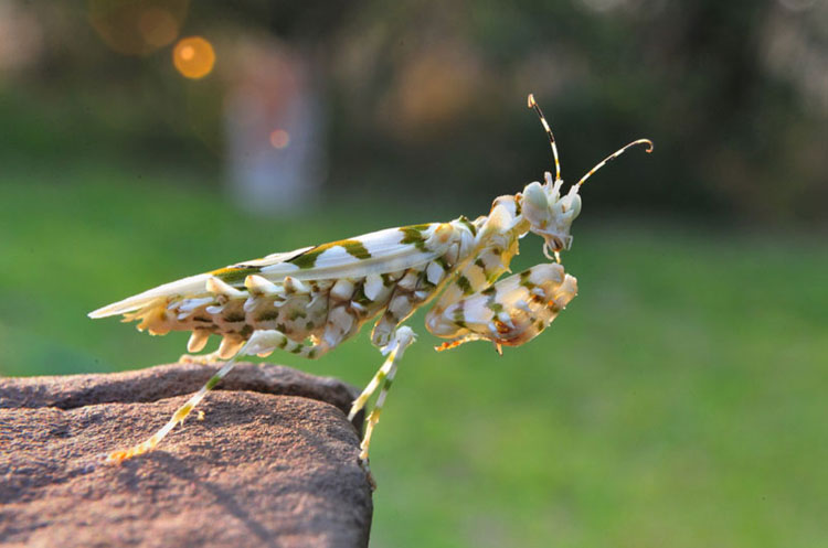 Praying Mantis Phototip Praying Mantis Phototip
