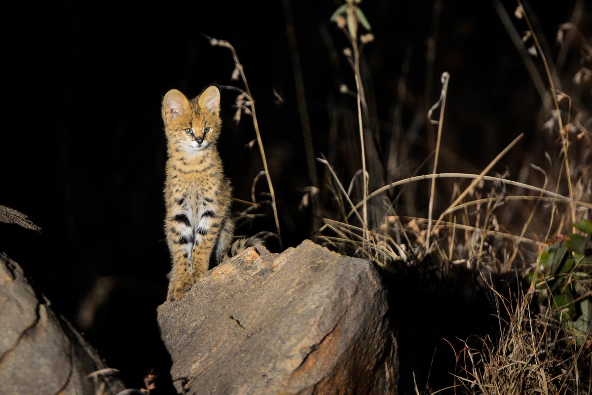 Serval Craig Serval Craig