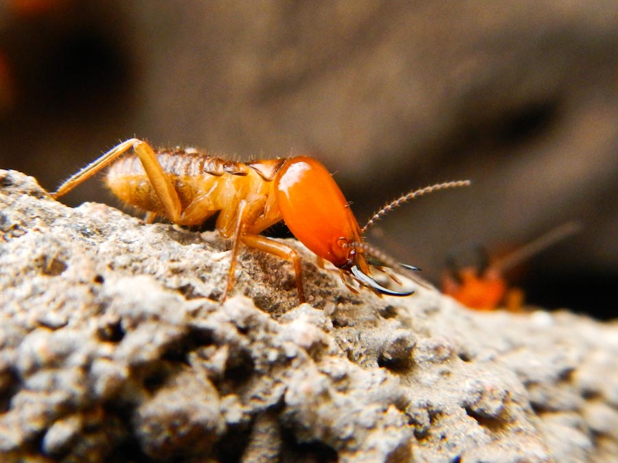 Soldier Termite Soldier Termite