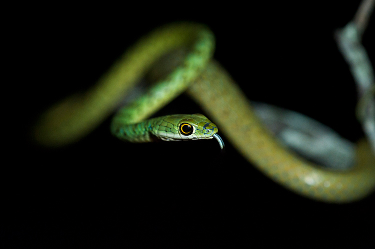 Spotted Bush Snake Large Spotted Bush Snake Large