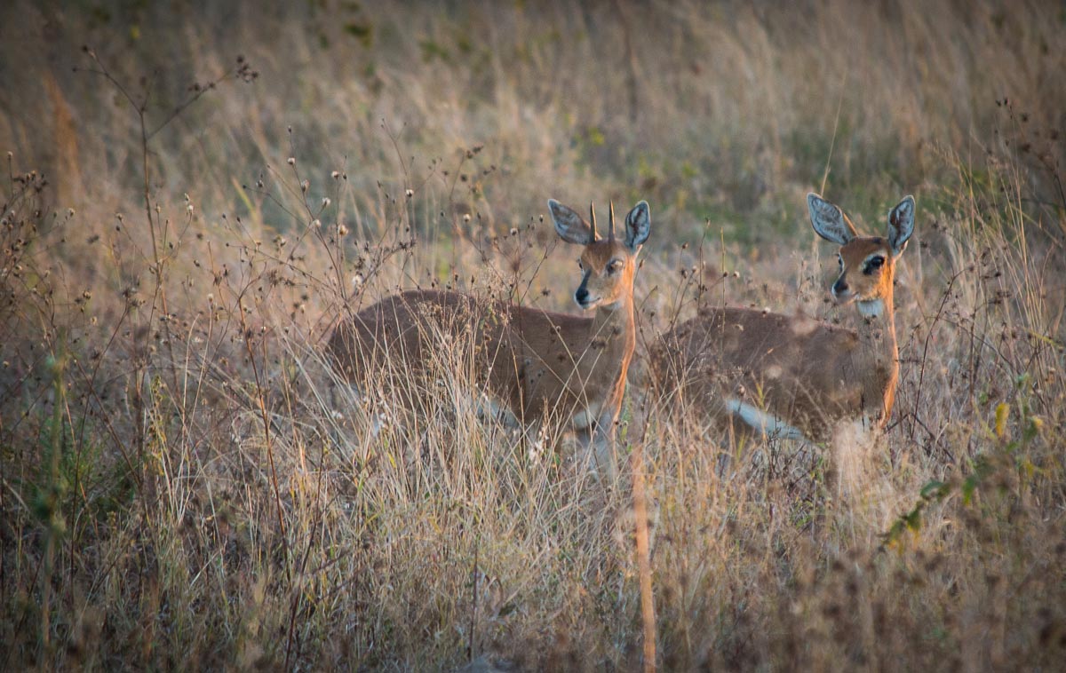 Steenbok Kosie Steenbok Kosie