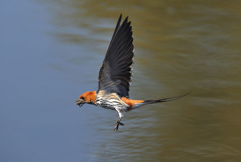 Summer Has Arrived Swallow RW Summer Has Arrived Swallow RW