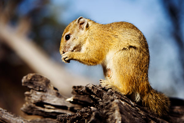 Tree Squirrel Sabi Sabi Tree Squirrel Sabi Sabi