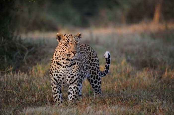 Ultimate Leopard Photo1 Ultimate Leopard Photo1