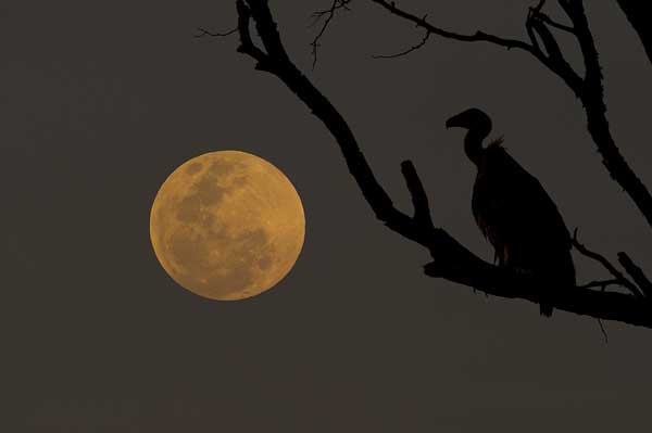 Vult Moon Stargazing Vult Moon Stargazing