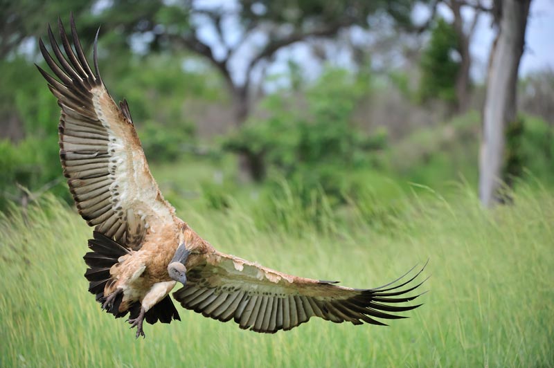 Vulture Landing Big