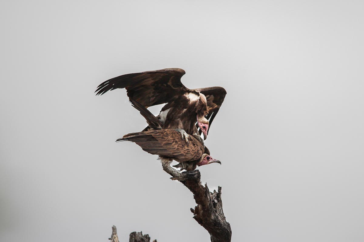 Vultures.Franna Vultures.Franna
