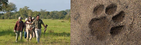 Walking Safari News Walking Safari News