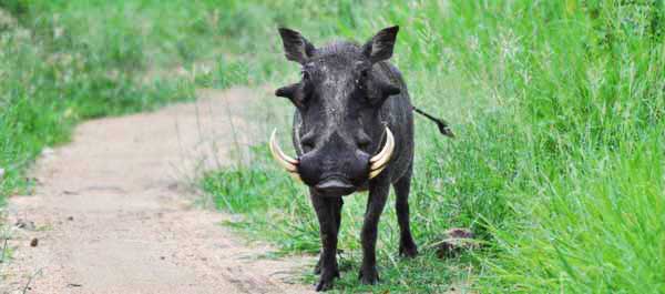 Warthog News5 Warthog News5