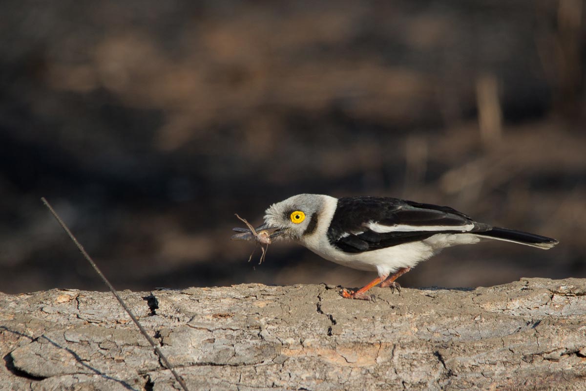 Whitecrestedhelmetshrike1.Franna Whitecrestedhelmetshrike1.Franna