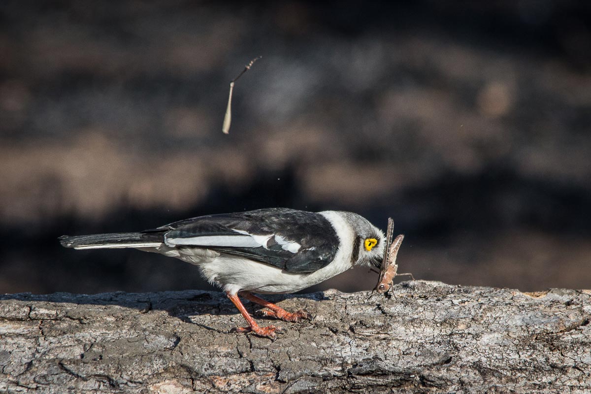 Whitecrestedhelmetshrike2.Franna Whitecrestedhelmetshrike2.Franna