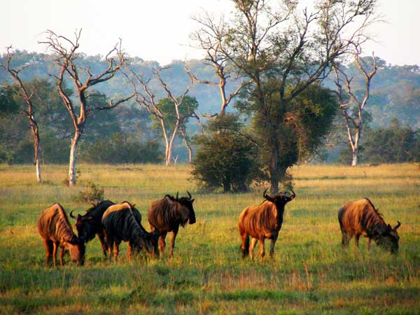 Wildebeest Plains Wildebeest Plains