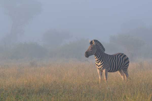 Zebra Morning Sabi Sabi Zebra Morning Sabi Sabi