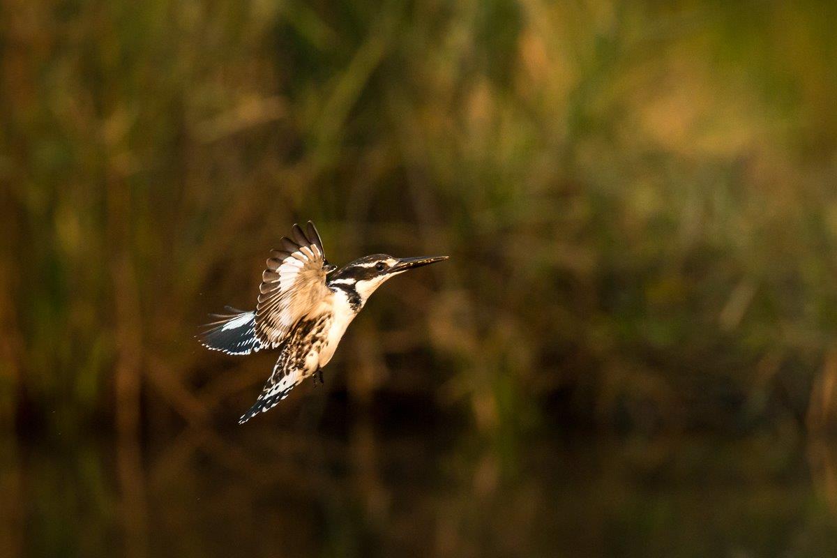 14July15 Pied Kingfisher 14July15 Pied Kingfisher