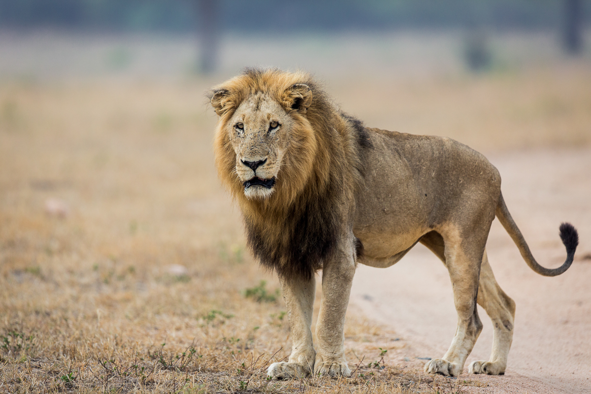 13Oct15 Lion01 13Oct15 Lion01