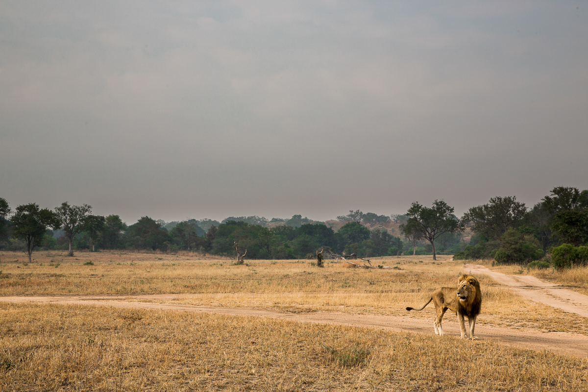 13Oct15 Lion02 13Oct15 Lion02