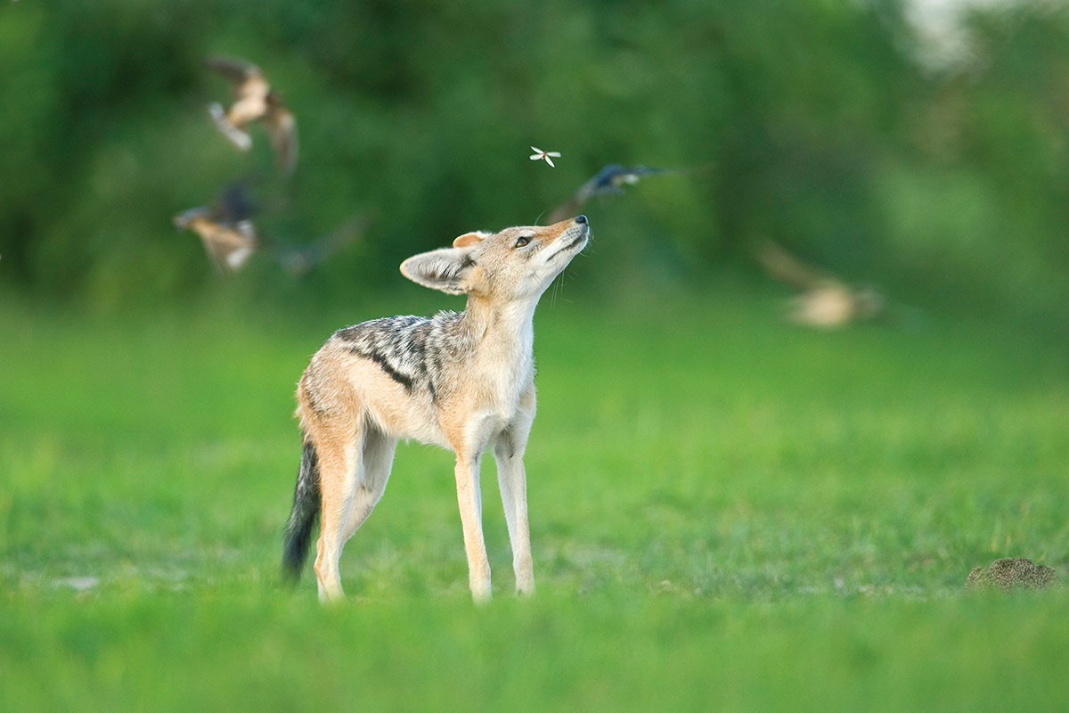 General Game Jackal 1200px General Game Jackal 1200px