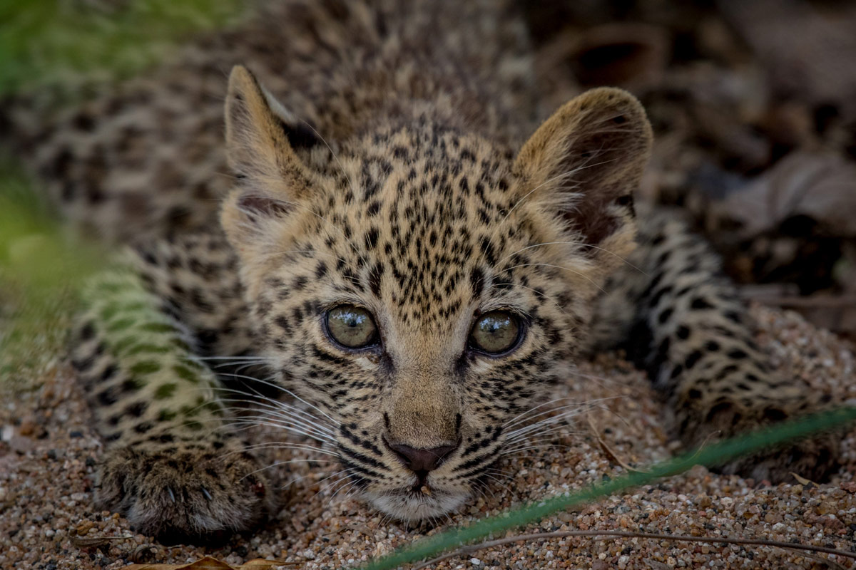 Pravir Patel Leopard 1200px Pravir Patel Leopard 1200px